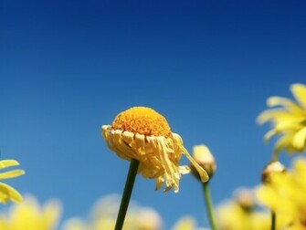 Spring Flower Desktop Pc And Mac Wallpaper