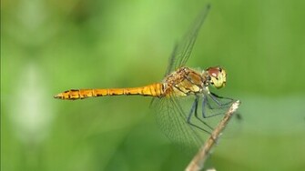 Dragonfly Wallpaper