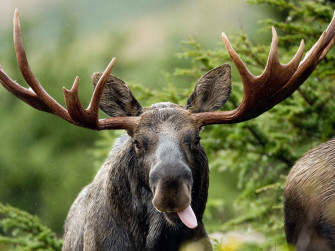 Moose Full HD Wallpaper And Image