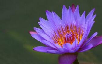Nenuphar Water Lily S Background Wallpaper