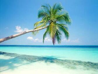 Tag Palm Trees Wallpaper Background Photos Image And Pictures