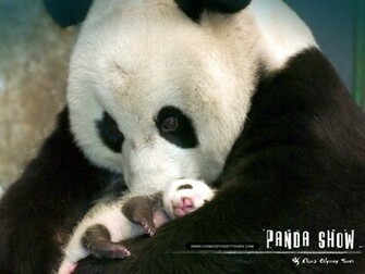 Chinese Panda Wallpaper Nat Geo Adventure