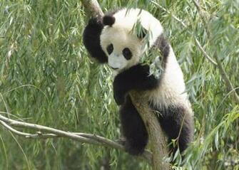 Wallpaper Stillmaza Cute Panda Desktop