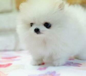 Cute Puppy Dogs Pomeranian Puppies