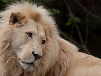 White Lion HD Pictures Wallpaper One