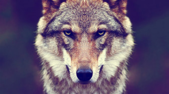 Animals Fur Wolf Nature Wallpaper HD