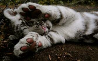 Baby White Tiger Wallpaper