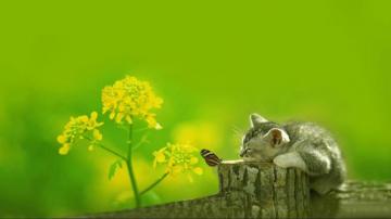 Cute Green Computer Background Net
