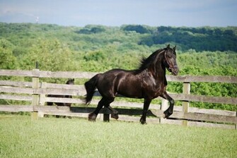 Friesian Black Running Horse Wallpaper Brown