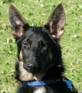 Baby German Shepherd Dog HD Walls Find Wallpaper