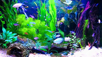 Aquarium Fish Tank Wallpaper