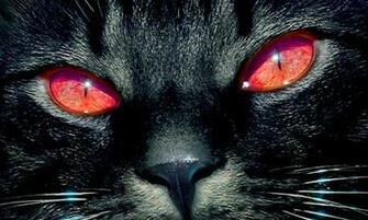 Black Kitten Wallpaper Android Apps On Google Play