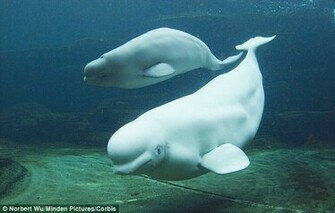 Beluga Whale Wallpaper Weddingdressin