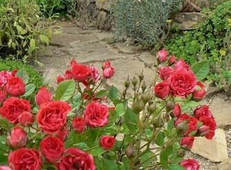 Roses Flowers Garden Green Walking Paths Bush Stock Photos