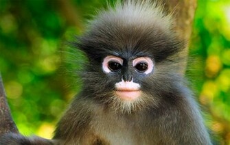 Monkey Wallpaper HD Pictures One Background