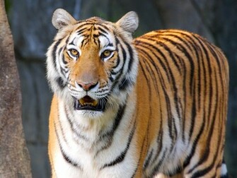 Tigers High Quality Wallpaper HD