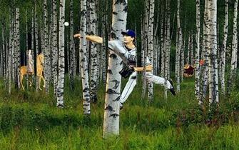 Birch Tree Wallpaper Image