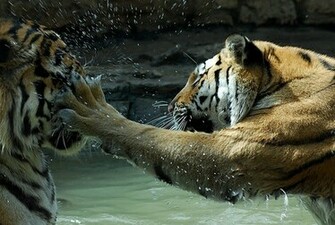 Slap Day Funny Wallpaper Hot HD