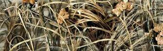 Realtree Max Camo