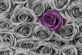 Roses Purple And Grey Wall Mural Photo Wallpaper Photowall