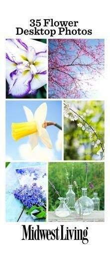 Put Spring On Your Desktop With Our Beautiful Flower Photos
