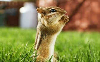 Cute Animals Wallpaper HD For Desktop Area