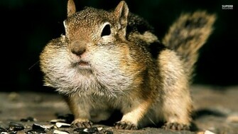 Chipmunk Wallpaper HD
