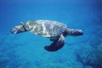 Green Sea Turtle Wallpaper