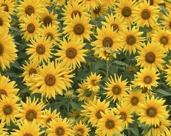 Galleries Related Sunflower Background Pattern