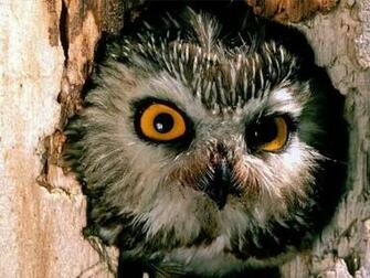 Screensavers Owl Screensaver For Your Computer