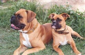 Boxer Puppy Wallpaper Animal