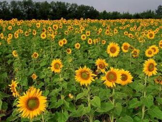 Field Of Sunflowers North Dakota Wallpaper By Sosyalinsan On