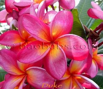 Plumeria Rubra Duke H Tuk P A