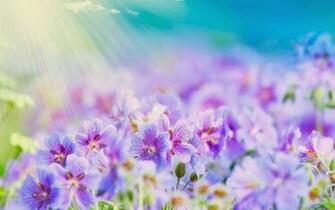 Summer Flowers Wallpaper Beautiful Desktop