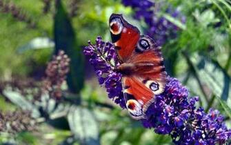 iPad Pro Jupiter Wallpaper Ithinkdifferent HD
