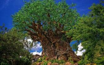 Disney S Animal Kingdom Wallpaper