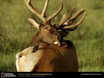 Elk Picture Desktop Wallpaper Animals