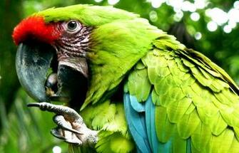 Green Parrot Clipart HD Wallpaper Background Image