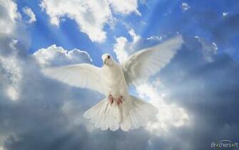 Dove Of Peace Wallpaper