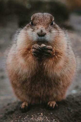 Wallpaper Gopher Food Fluffy Animal Cute HD