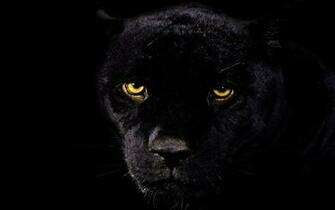 Black Leopard Wallpaper