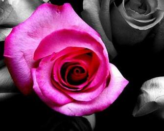 Pink And Black White Wallpaper Background Of