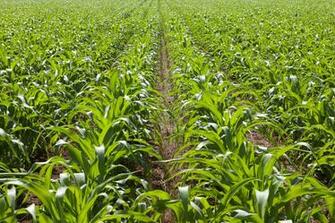 Image Syngenta