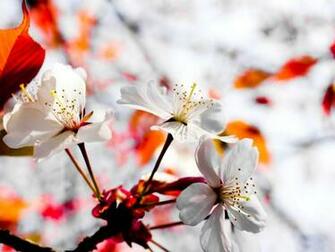 Winter Get Ready For Spring With These HD Wallpaper Androidguys