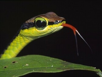 HD Reptile Wallpaper Reptiles