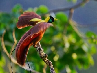 Birds Of Paradise Wallpaper For Desktop Wallpaperyork Brows Your