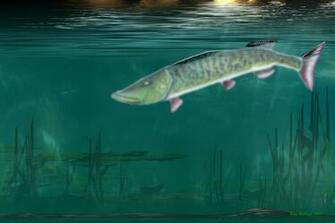 Wincustomize Explore Wallpaper Muskie Waters