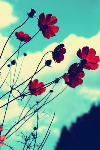 Ios Background Flower Wallpaper Details