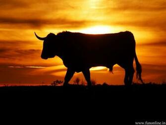 Bull Wallpaper Angry HD Bulls