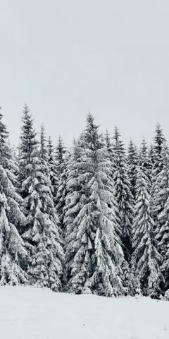 White Snow Layer Pine Trees Nature Wallpaper